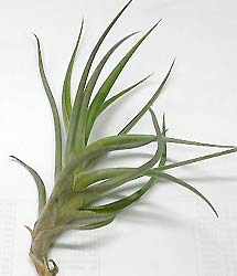 Tillandsia aeranthos var.aemula