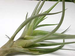 Tillandsia aeranthos var.aemula