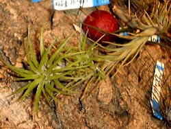 Tillandsia araijei