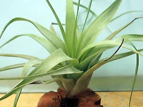 Tillandsia bourgaei