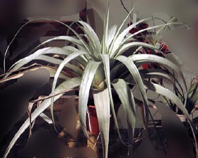 Tillandsia bourgaei