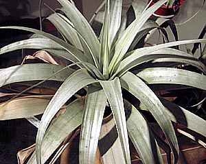 Tillandsia bourgaei