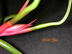 Tilllandsia bulbosa