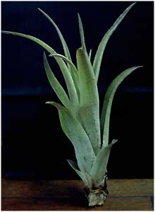 Tillandsia califanii