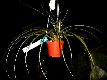 Tilllandsia cyanea