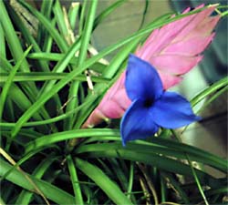 Tilllandsia cyanea