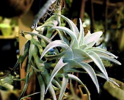 ="Tillandsia