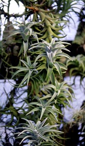 ="Tillandsia