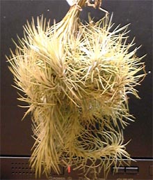 Tillandsia funckiana