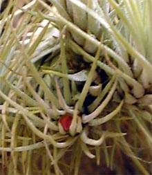 Tillandsia funckiana