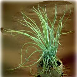 Tillandsia ignesiae