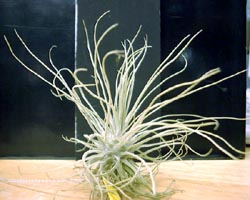 Tillandsia ignesiae