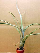 Tillandsia intermedia