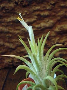 Tillandsia ionantha 'Druido'