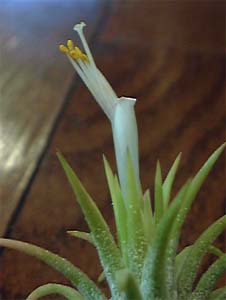 Tillandsia ionantha 'Druido'