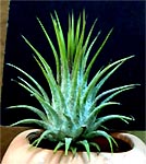 Tilllandsia ionantha 'Green