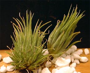 Tillandsia ionantha 'Peanuts'><br>Jan.19th200
<HR style=