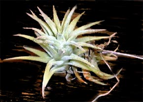 Tillandsia ionantha var.vanhyningii