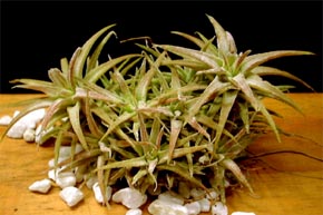 Tillandsia ionantha var.vanhyningii