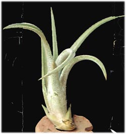 Tillandsia klausii