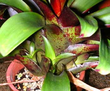 Tillandsia leibldiana Pendant