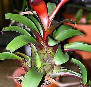 Tillandsia leibldiana Pendant