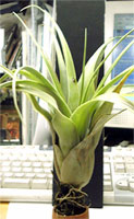 Tillandsia makoyana