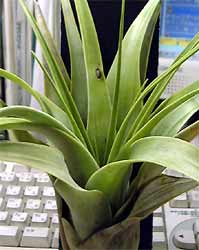 Tillandsia makoyana