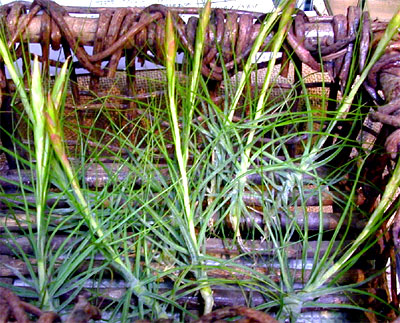 Tillandsia schiedeana var.minor