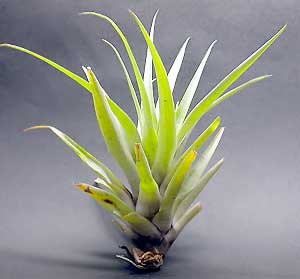 Tillandsia  secunda 'Vivipara'