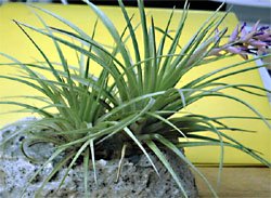 Tilllandsia stricta 'hard Leaf'