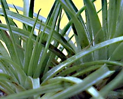 Tilllandsia stricta 'hard Leaf'