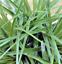 Tillandsia stricta 'Silver'