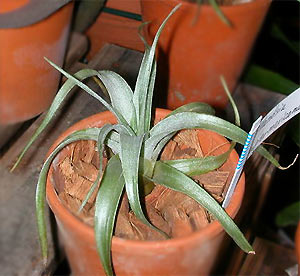 Tillandsia super-mexicana var.saxicola