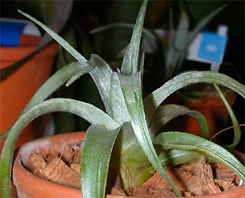 Tillandsia super-mexicana var.saxicola