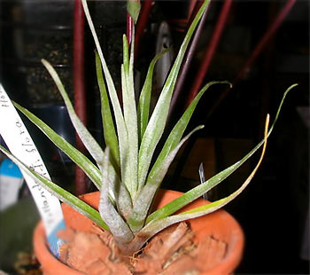 Tillandsia viridiflora